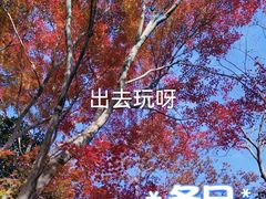 -秋霞圃