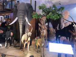 -卡通尼·Safari非洲探索乐园·生日会(金桥国际商业广场店)