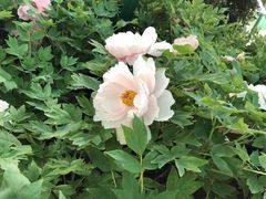 -洛阳市隋唐城遗址植物园