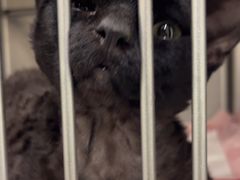 -艾吉宠物医院·疑难杂症转诊中心·猫友好(碧江路院)