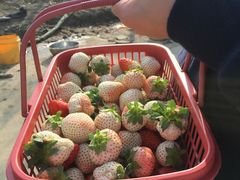 -胜丰草莓采摘园