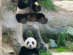 -广州长隆野生动物世界