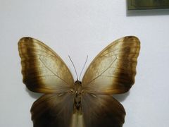 -上海昆虫博物馆