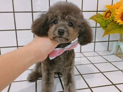 -BABYDOG宝贝狗宠物乐园(欧洲城店)
