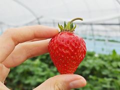 -喜杨洋草莓采摘园