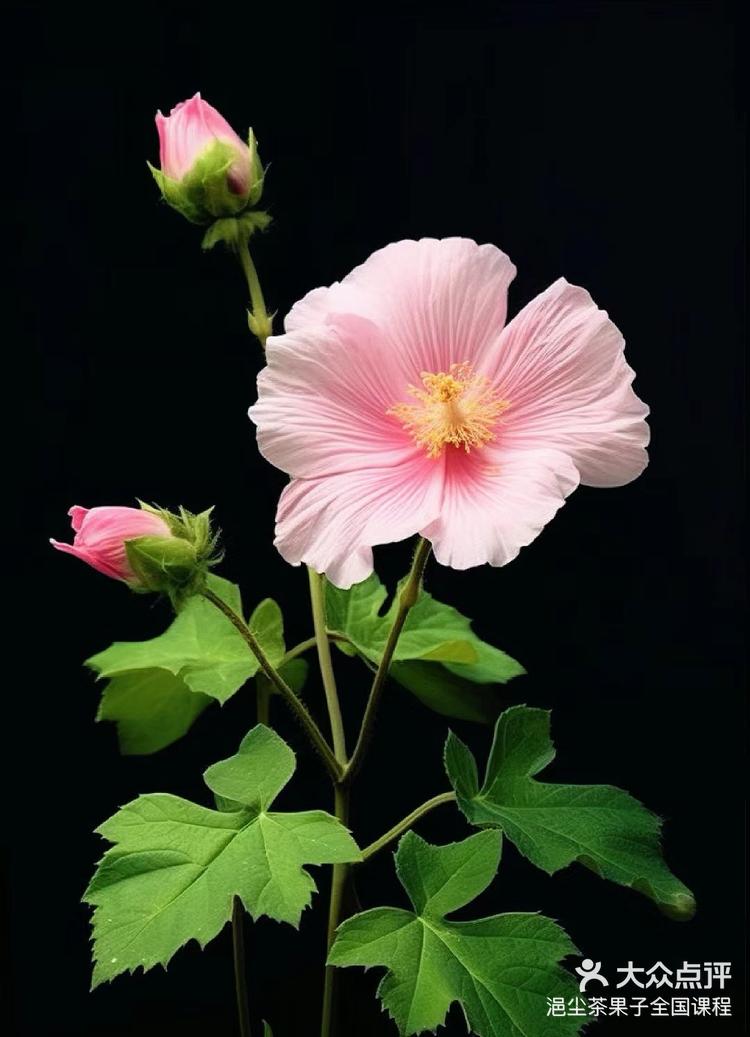 十二花神茶果子之十月芙蓉花