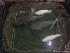 -蓝湾碧波·老字号·疍家非遗海上餐厅