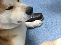 -北京赛佳动物医院