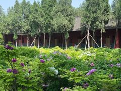 -洛阳白马寺