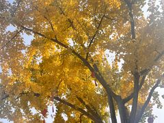 -上海不夜城广场(上海不夜城金融大厦店)