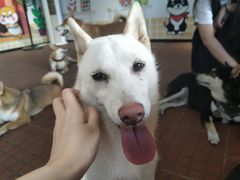 -柴犬高等学院·狗咖·柴犬售卖·宠物训练