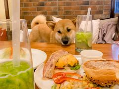 -more than meow吴止猫主题餐厅(承德 中船汇店)