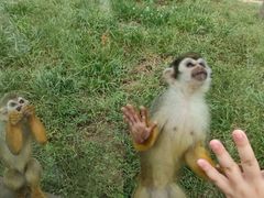 -石家庄市动物园