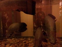 -肇庆奥威斯酒店