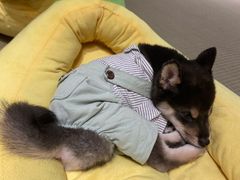 -逗柴咖啡屋·狗咖猫咖宠物桌游