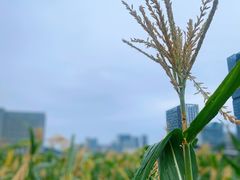 -光明小镇欢乐田园