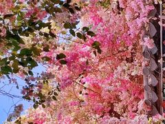 -深圳国际园林花卉博览园