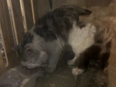 -Mr.Fox狐狸先生超级密室(南山店)