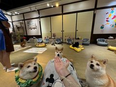 -逗柴咖啡屋·狗咖猫咖宠物桌游