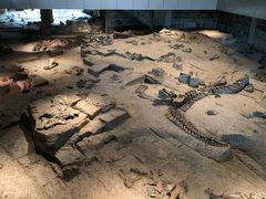 -自贡恐龙博物馆