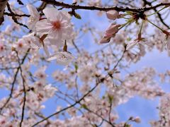 -高东镇樱花园