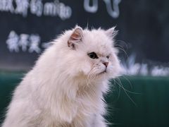 -安格丽娜·狗咖·猫咖羊驼咖(春熙路百盛商场店)