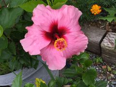 景点-南紀白浜 浜千鳥の湯 海舟