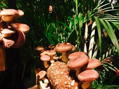 -大头椰·椰子鸡火锅(南宁万象城店)