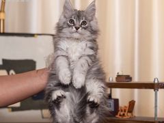 -小猫来了·猫舍(红山六九七九店)