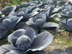 -中国天府农业博览园