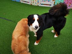 -汪说喵讲宠物乐园宠物酒店(红星美凯龙店)