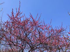 -香雪海