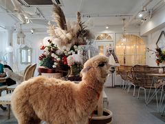 -共舞时光猫咖·狗咖(新街口店)