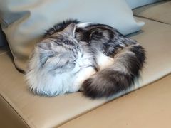 -猫腻·猫咖·撸猫馆(星光大道店)