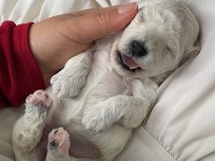 -博特宠物医院24h犬猫全科.骨科·异宠
