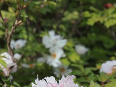 -洛阳市隋唐城遗址植物园