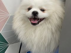 -瑞鹏宠物医院·微创内窥镜·骨外科·牙科(翠竹分院)