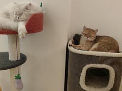 -猫腻·猫咖·撸猫馆(星光大道店)