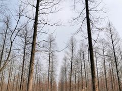 -黄海国家森林公园