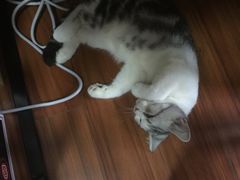 -lincat·猫舍(广州店)