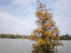 -美的鹭湖森林度假区