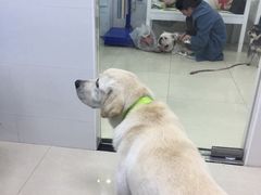 -瑞鹏宠物医院华南总院·夜诊·心脏科·骨科