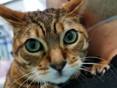 -北京观赏动物医院·24小时大型综合·猫专科·异宠专科