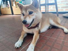 -柴犬高等学院·狗咖·柴犬售卖·宠物训练