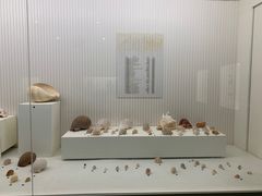-青岛贝壳博物馆
