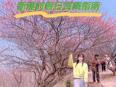 -新建村梅花