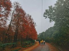 -上海海湾国家森林公园