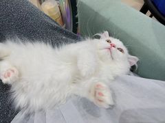 -老吴的猫·猫舍(新区店)