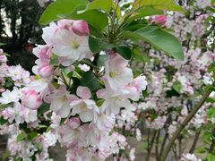 -海棠花溪(元大都城垣遗址公园)