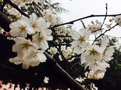 -武汉大学-樱园